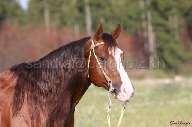 CP_018.jpg
