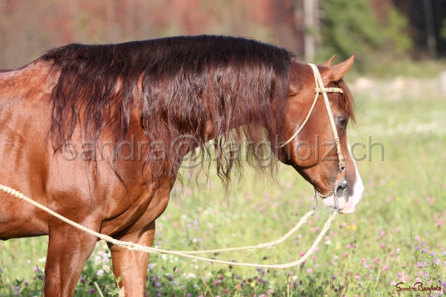 CP_019.jpg