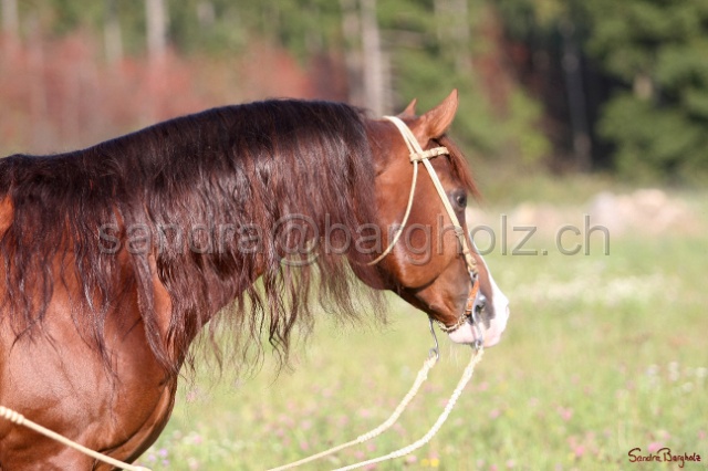 CP_020.jpg