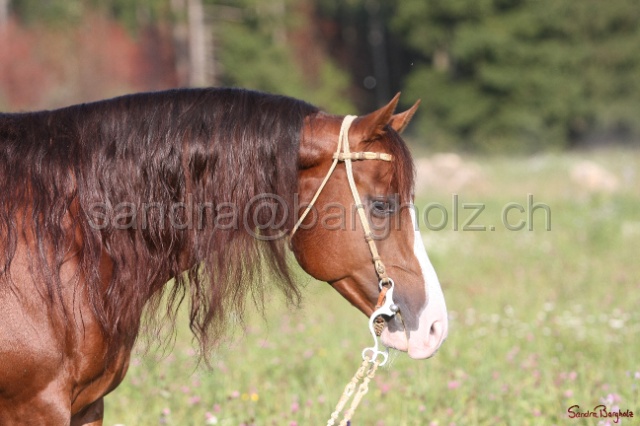 CP_021.jpg