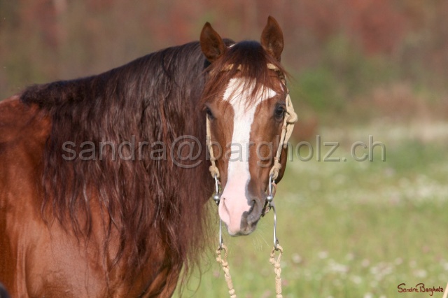 CP_024.jpg