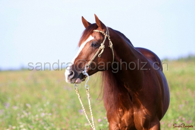 CP_025.jpg