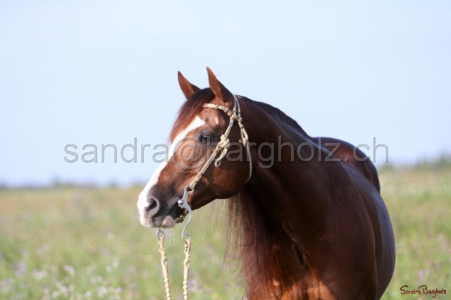 CP_026.jpg