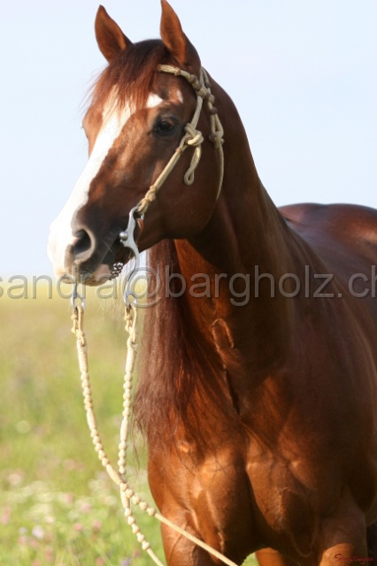 CP_027.jpg