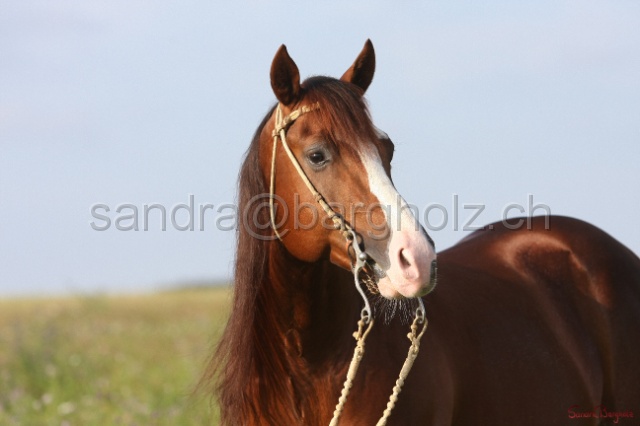 CP_028.jpg