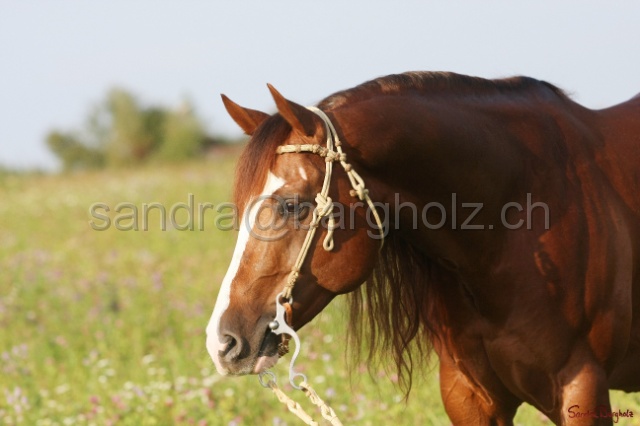 CP_032.jpg
