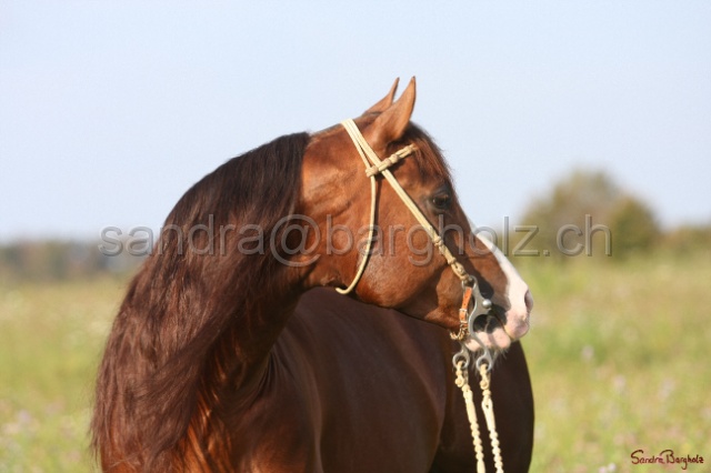 CP_034.jpg