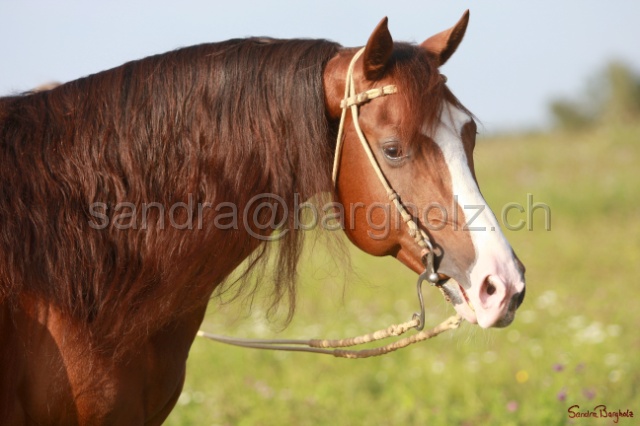 CP_038.jpg