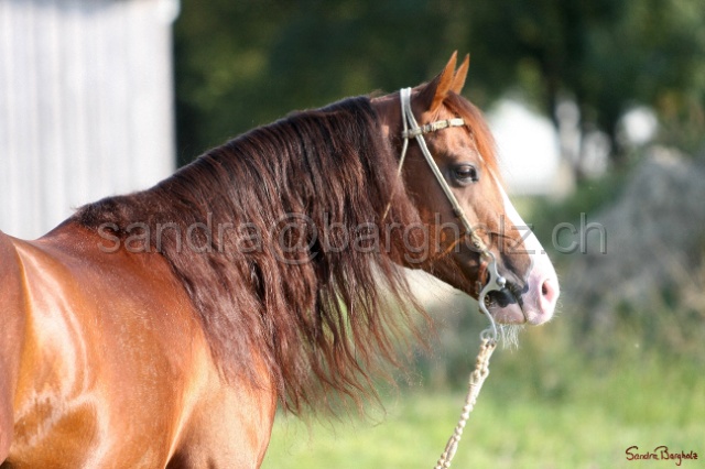 CP_040.jpg