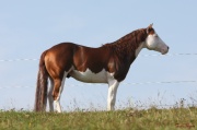 Guntini_025