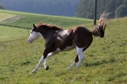Guntini_027