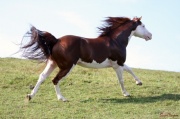 Guntini_030