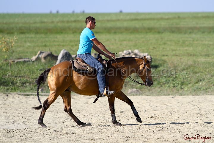 PlayinRooster-002.jpg