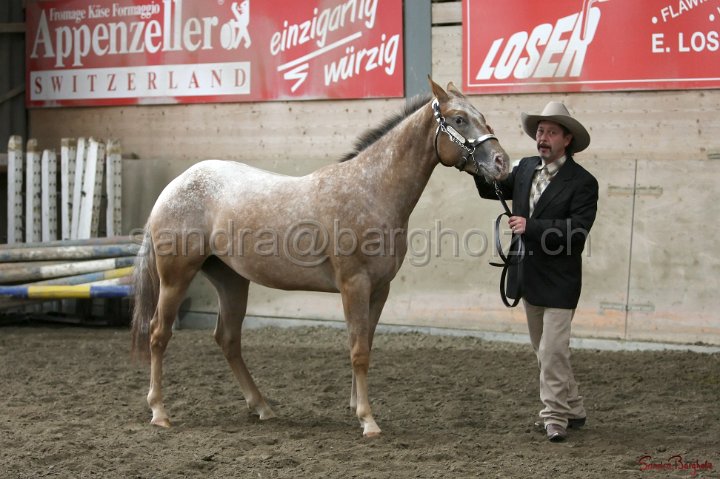 HE-Halter_037.jpg
