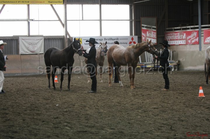 HE-Halter_068.jpg
