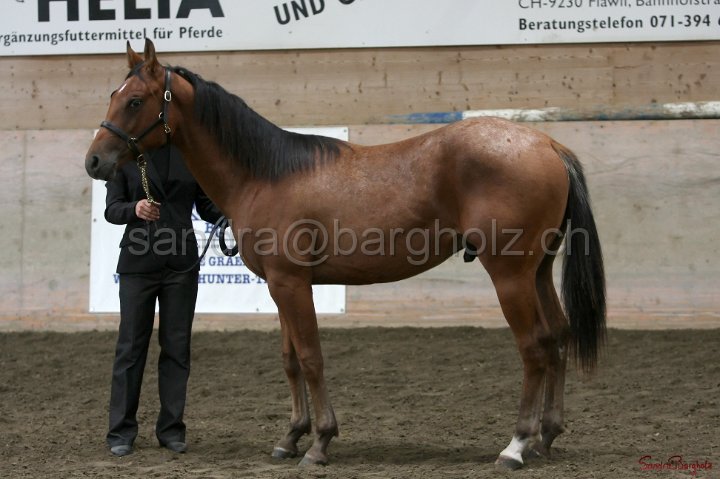 HE-Halter_086.jpg