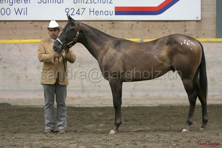 HE-Halter_093.jpg
