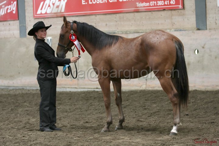 HE-Halter_095.jpg