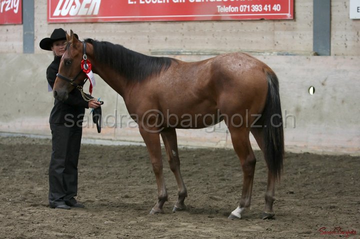 HE-Halter_096.jpg