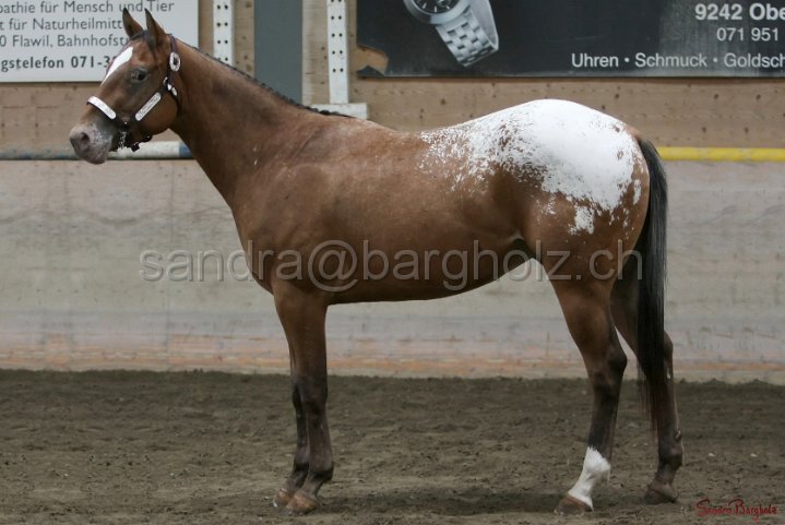 HE-Halter_121.jpg