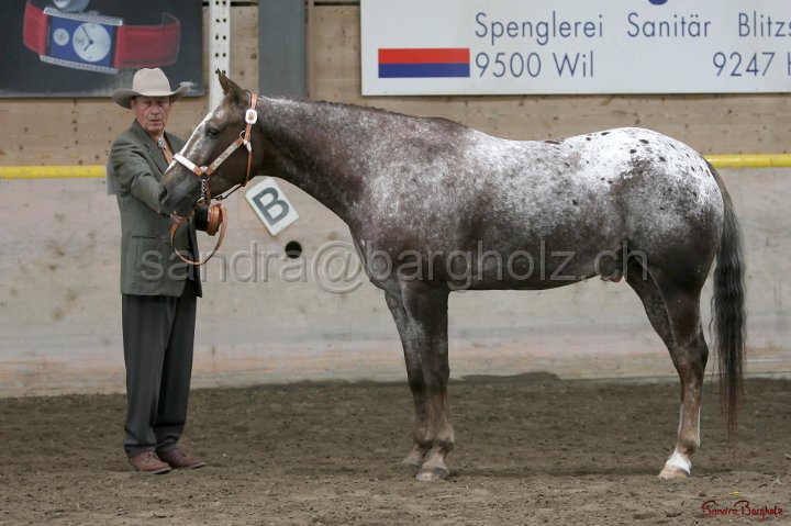 HE-Halter_133.jpg