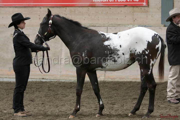 HE-Halter_165.jpg