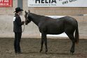 HE-Halter_024