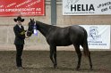 HE-Halter_027