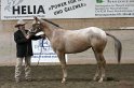 HE-Halter_034