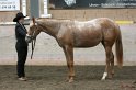 HE-Halter_035