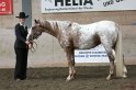 HE-Halter_055
