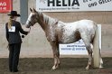 HE-Halter_056
