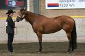 HE-Halter_060