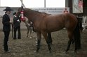 HE-Halter_062