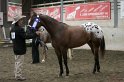 HE-Halter_063