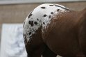 HE-Halter_067