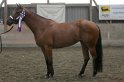 HE-Halter_079