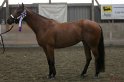 HE-Halter_080