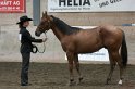 HE-Halter_089
