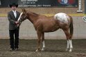 HE-Halter_090