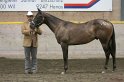 HE-Halter_093