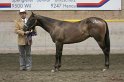 HE-Halter_097