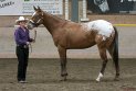 HE-Halter_122
