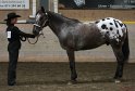 HE-Halter_132