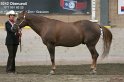 HE-Halter_145