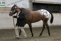 HE-Halter_152
