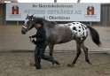 HE-Halter_157
