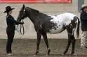 HE-Halter_165