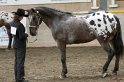 HE-Halter_176
