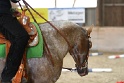 TRAIL_257